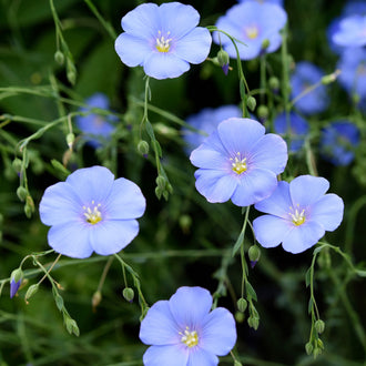 De petites fleurs bleu pâle sont réparties sur de fines tiges vertes ramifiées. Leurs pétales arrondis entourent de minuscules centres jaunes et portent quelques lignes claires. Plusieurs boutons verts allongés pendent ou se dressent entre les fleurs. Des feuilles étroites apparaissent dans le bas, sur un fond vert sombre ponctué d’autres touches florales bleues.