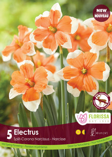 Narcisse Electrus