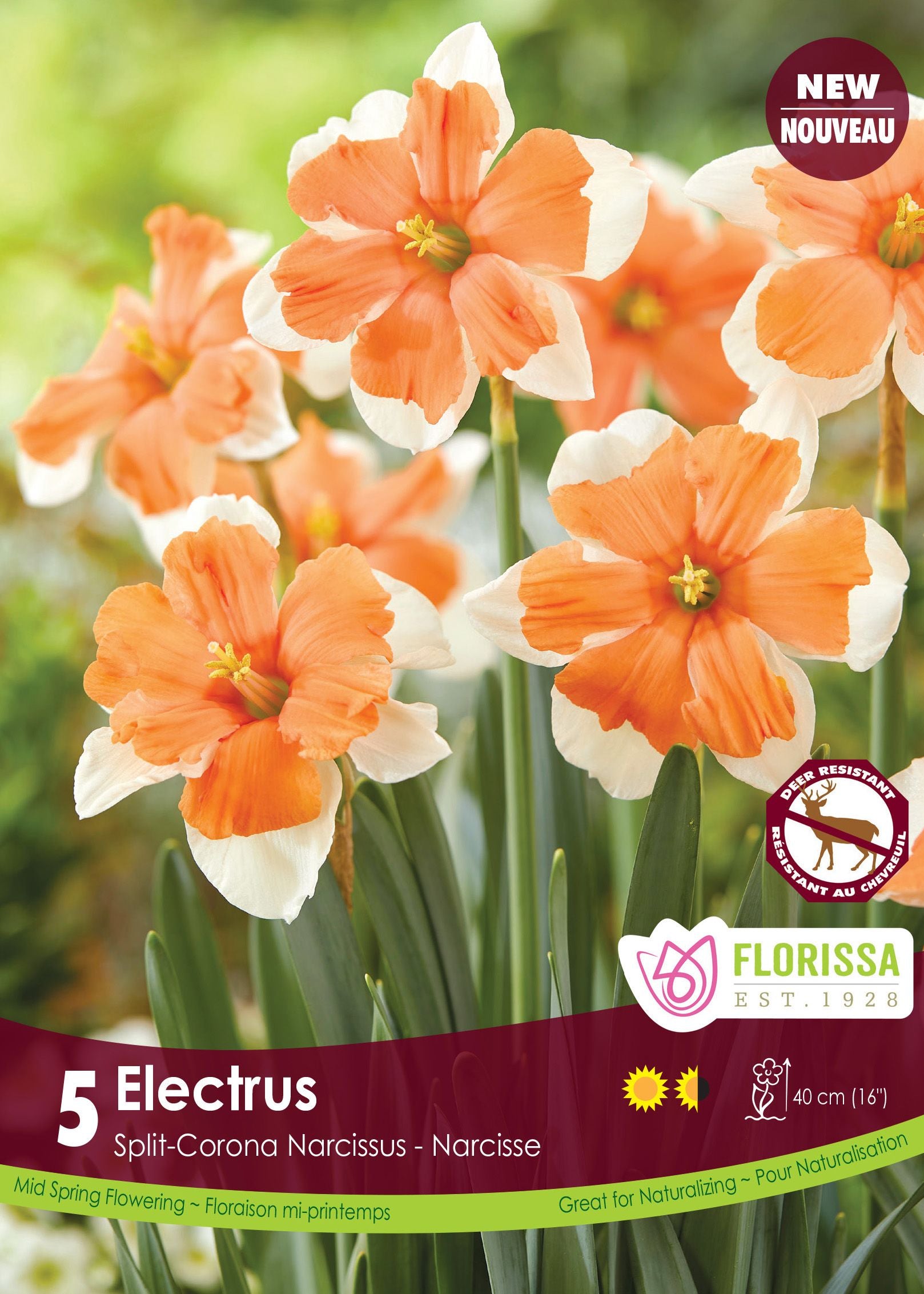 Narcisse Electrus
