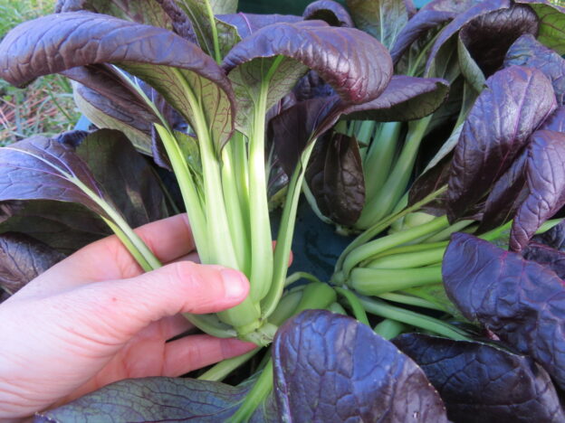 Bok choy 'Purple Lady'