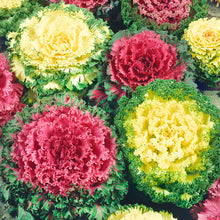Chou frisé ornemental 'Flowering Kale'