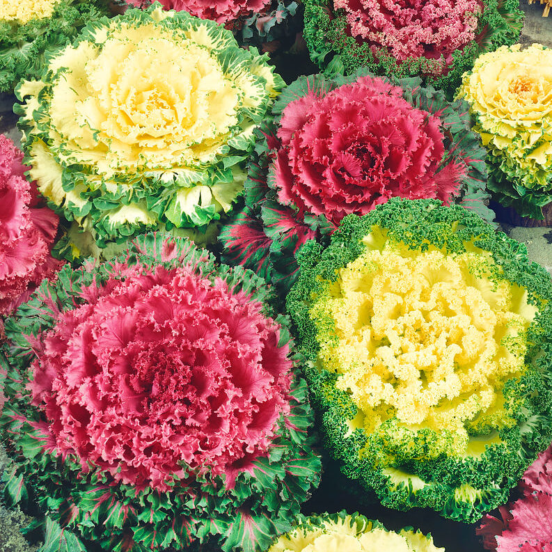 Chou frisé ornemental 'Flowering Kale'