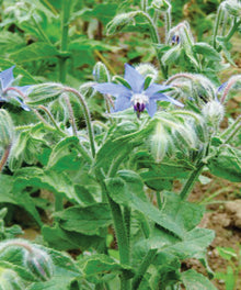 Semences Bourrache (Borago officinalis)