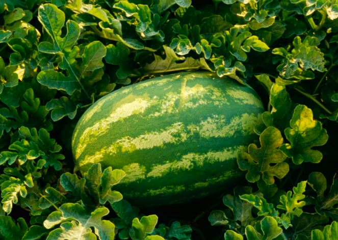 Organic 'Jubilee' Watermelon