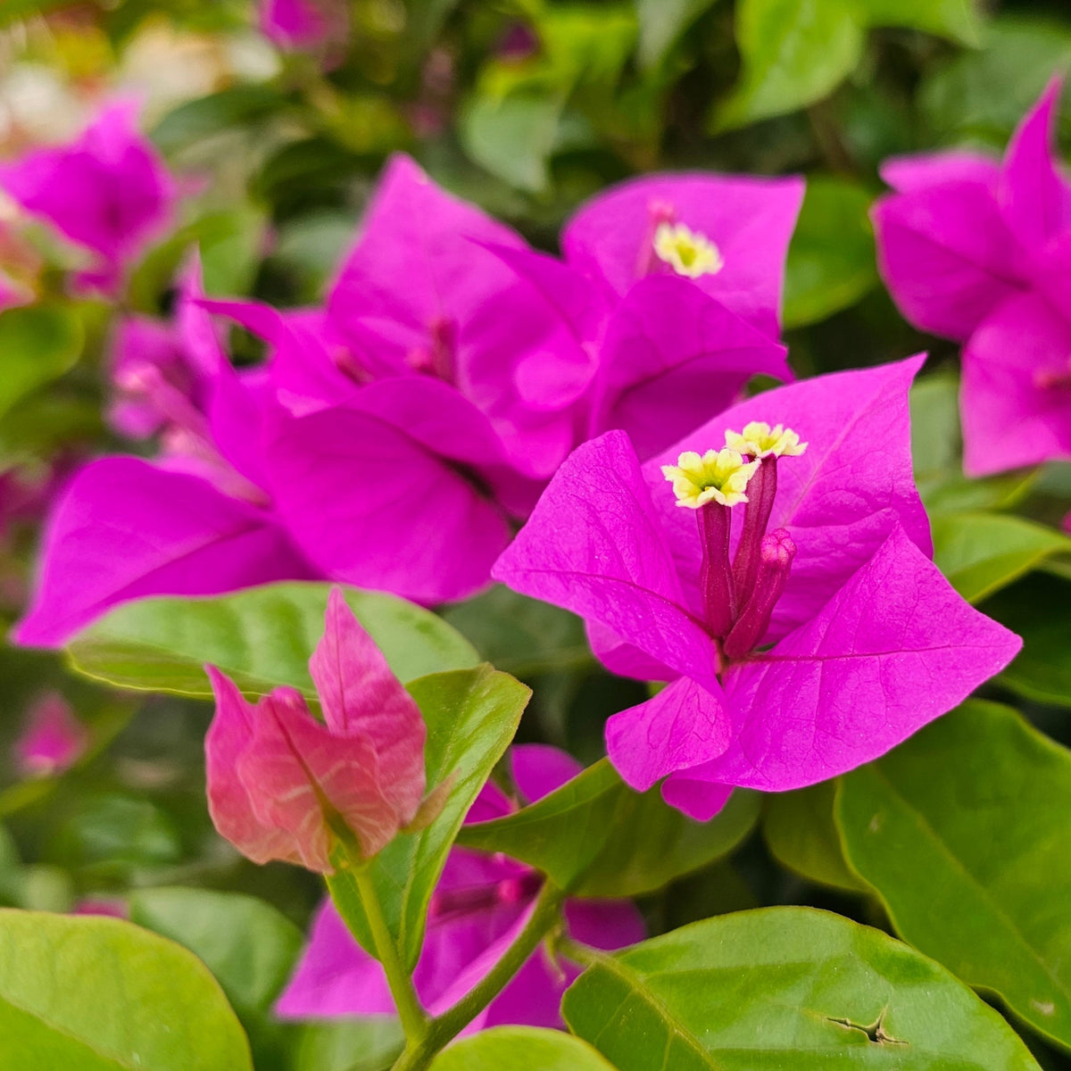 Bougainvillea sur treillis