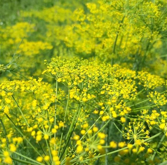 Organic Dill 'Bouquet'