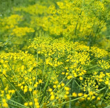 Organic Dill 'Bouquet'