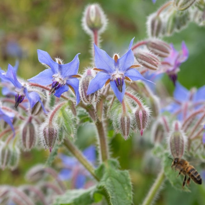 Photo de Bourrache officinale. Le visuel permet d'observer les contours, les teintes et la disposition des éléments présentés. Les détails de forme et les contrastes donnent un aperçu de l'apparence de cette plante ou de sa récolte. Cette photographie accompagne la variété nommée afin de l'identifier dans la sélection de semences.