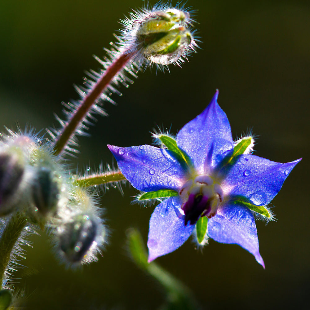 Borage