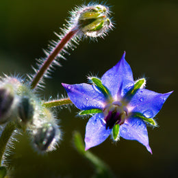 Borage