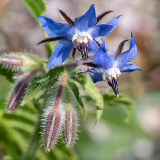 Image officielle de Bourrache officinale, Borago officinalis, associée au petit sachet de semences.