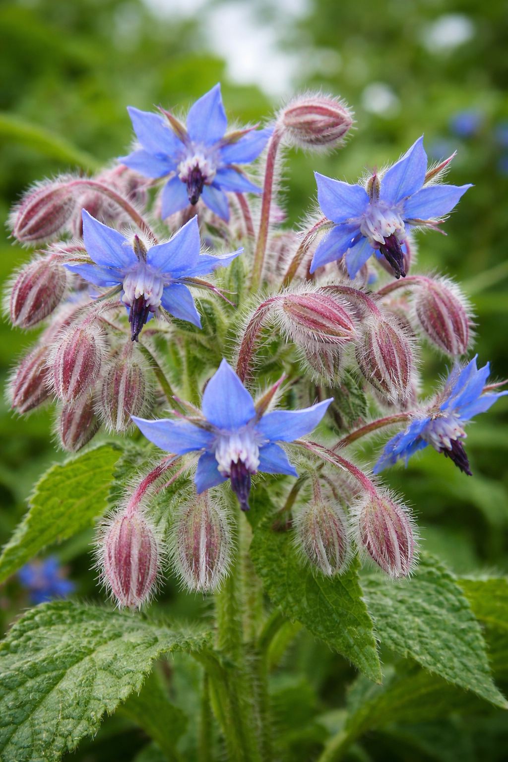 Borage officinalis