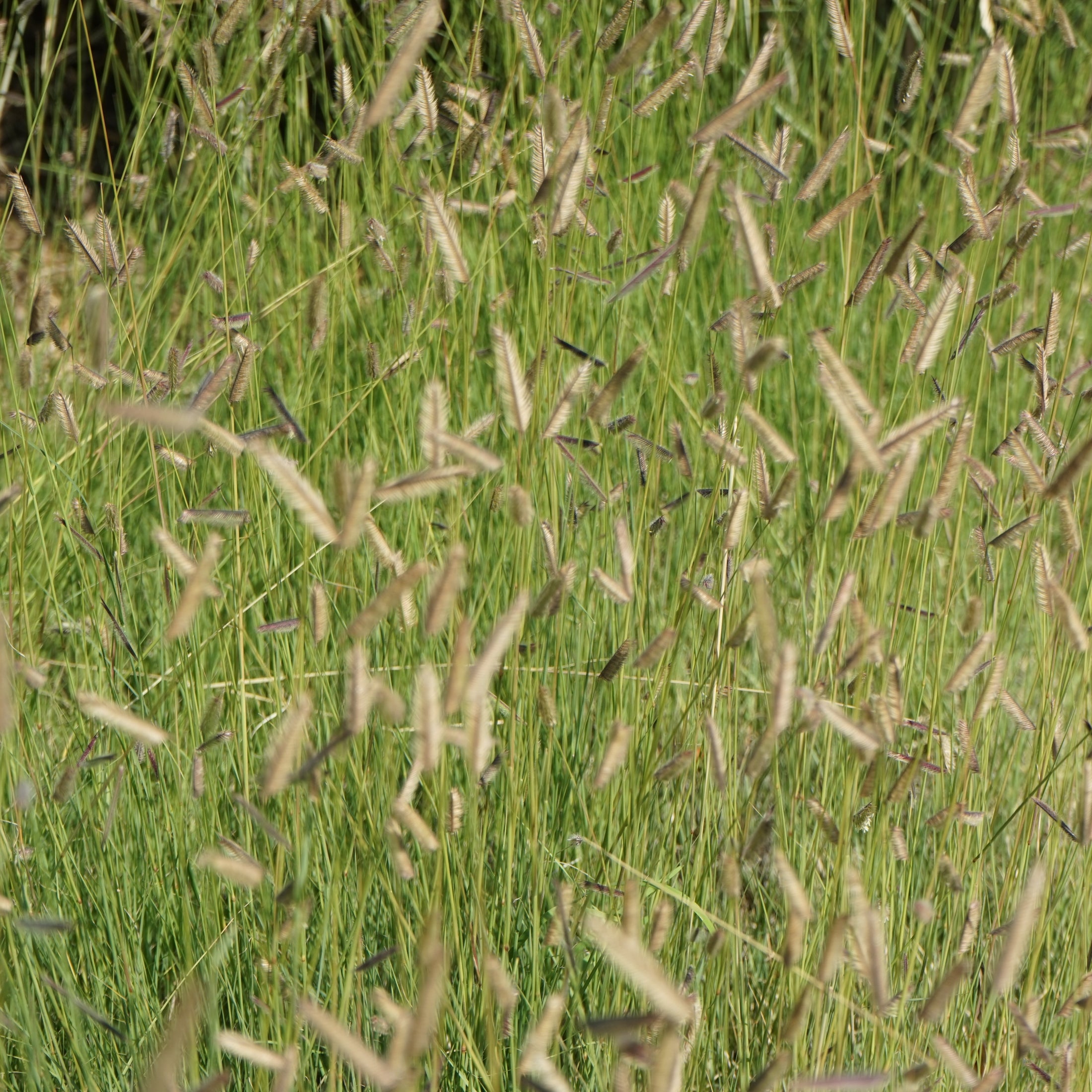 Sideoats Grama