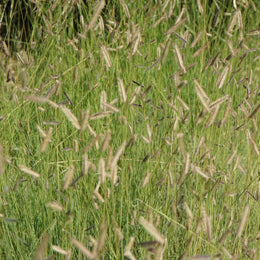 Sideoats Grama