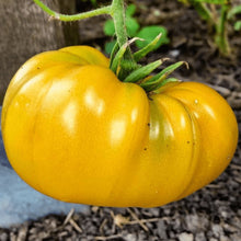 Yellow tomato 'Brandywine' organic