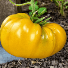 Tomate 'Yellow Mix' bio