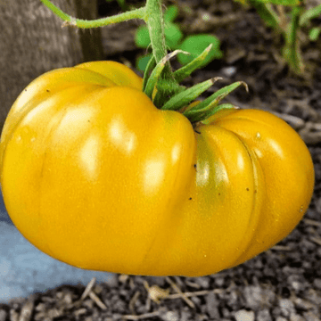 Organic 'Yellow Mix' Tomato