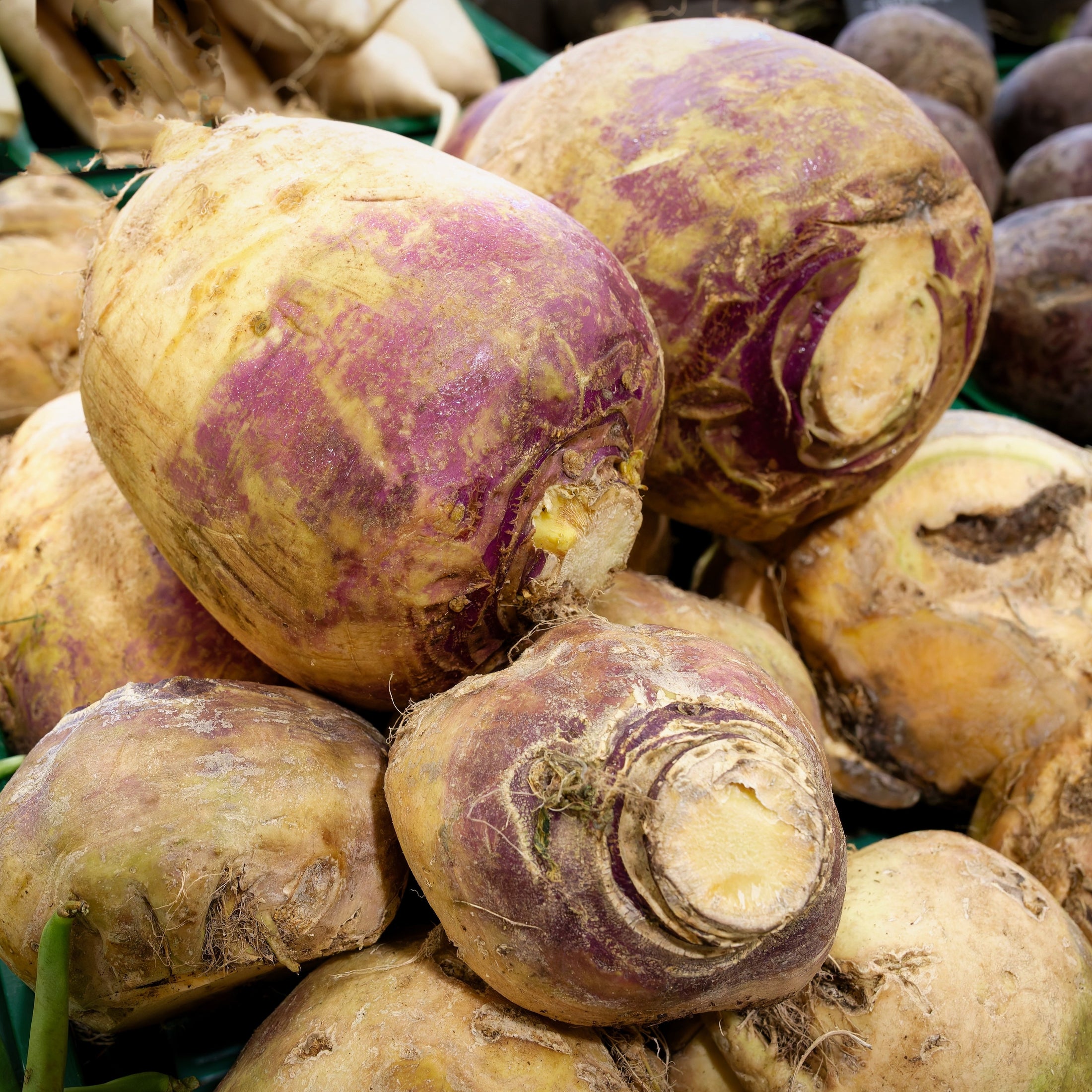 Rutabaga Laurentian 