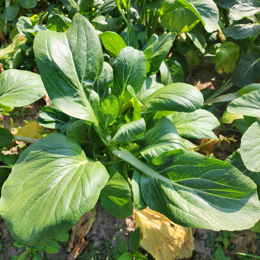 Chou chinois 'Bok Choy Shanghai'
