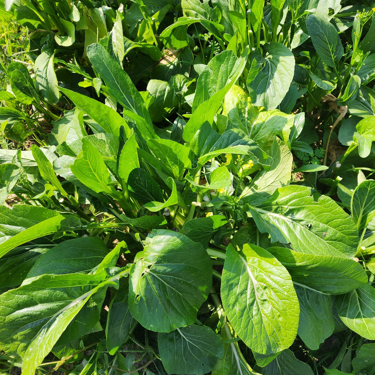 Visuel principal associé à Mizuna, semences offertes par Cutleaf Seed. Cette image accompagne la fiche pour relier clairement le produit à son emballage ou à la culture présentée. Elle complète les renseignements de semis, de culture et de récolte, sans remplacer les indications propres au lot ni les conseils détaillés figurant sur le sachet.