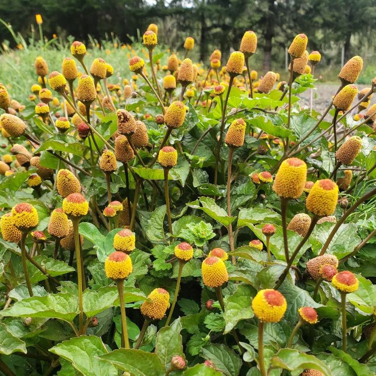 Organic 'Toothache Spilanthes' Brède mafane