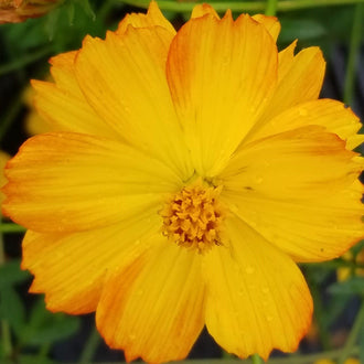 Organic 'Bright Lights' Cosmos Seeds by Gaia, product image prepared for Canadian gardeners.