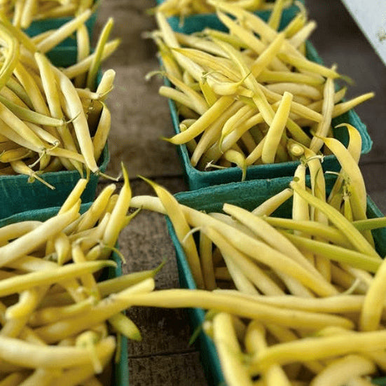 Bean 'Brittle Wax' organic