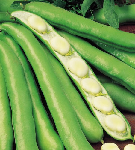 Semences Fève des marais 'Extra Precoce Bianco' (Vicia faba)