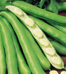 Semences Fève des marais 'Extra Precoce Bianco' (Vicia faba)