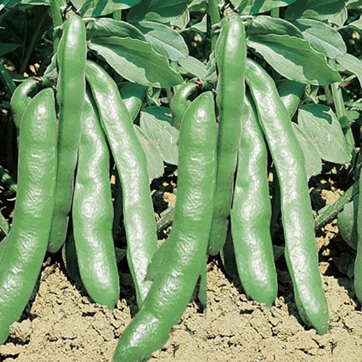 Semences Fève des marais 'Extra Precoce Violetto' (Vicia faba)