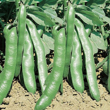 Semences Fève des marais 'Extra Precoce Violetto' (Vicia faba)