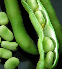 Semences Fève des marais 'Super Aguadulce' (Vicia faba)