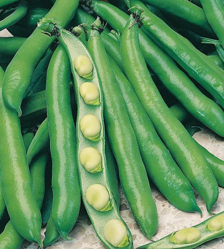 Semences Fève des marais 'Aguadulce Supersimonia' (Vicia faba)