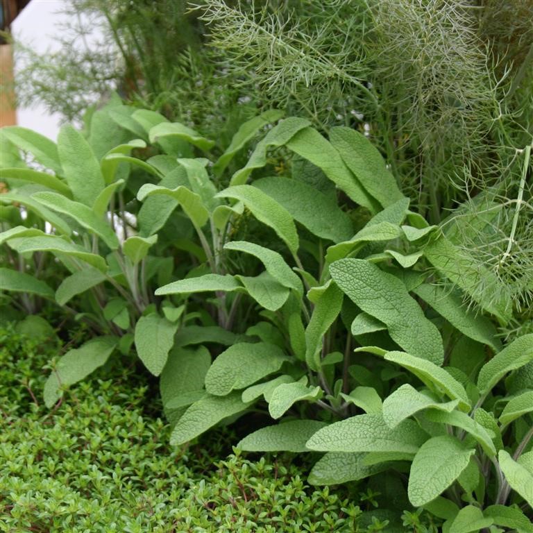 Sauge vivace 'Broad Leaved Sage' bio