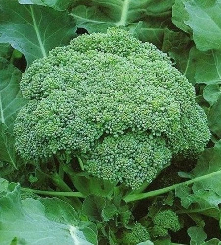 Semences Brocoli 'Calabrese Precoce' (Brassica oleracea var. italica)