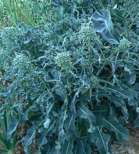 Semences Brocoli-feuille 'Spigariello a Getti di Napoli' (Brassica