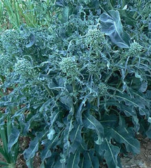 Semences Brocoli-feuille 'Spigariello a Getti di Napoli' (Brassica