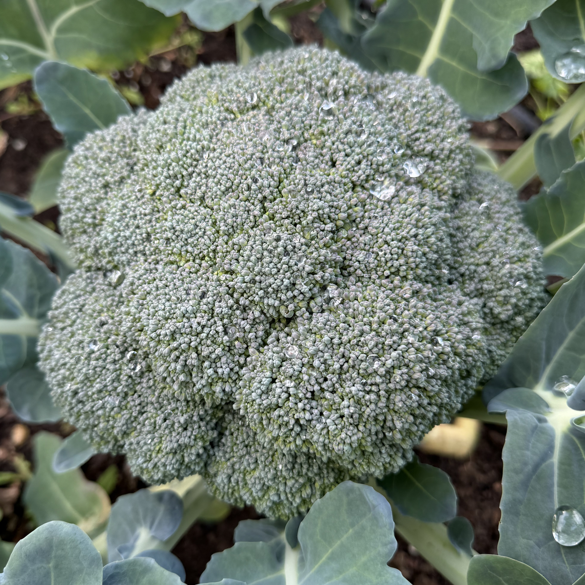 Imperial Broccoli