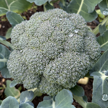Imperial Broccoli
