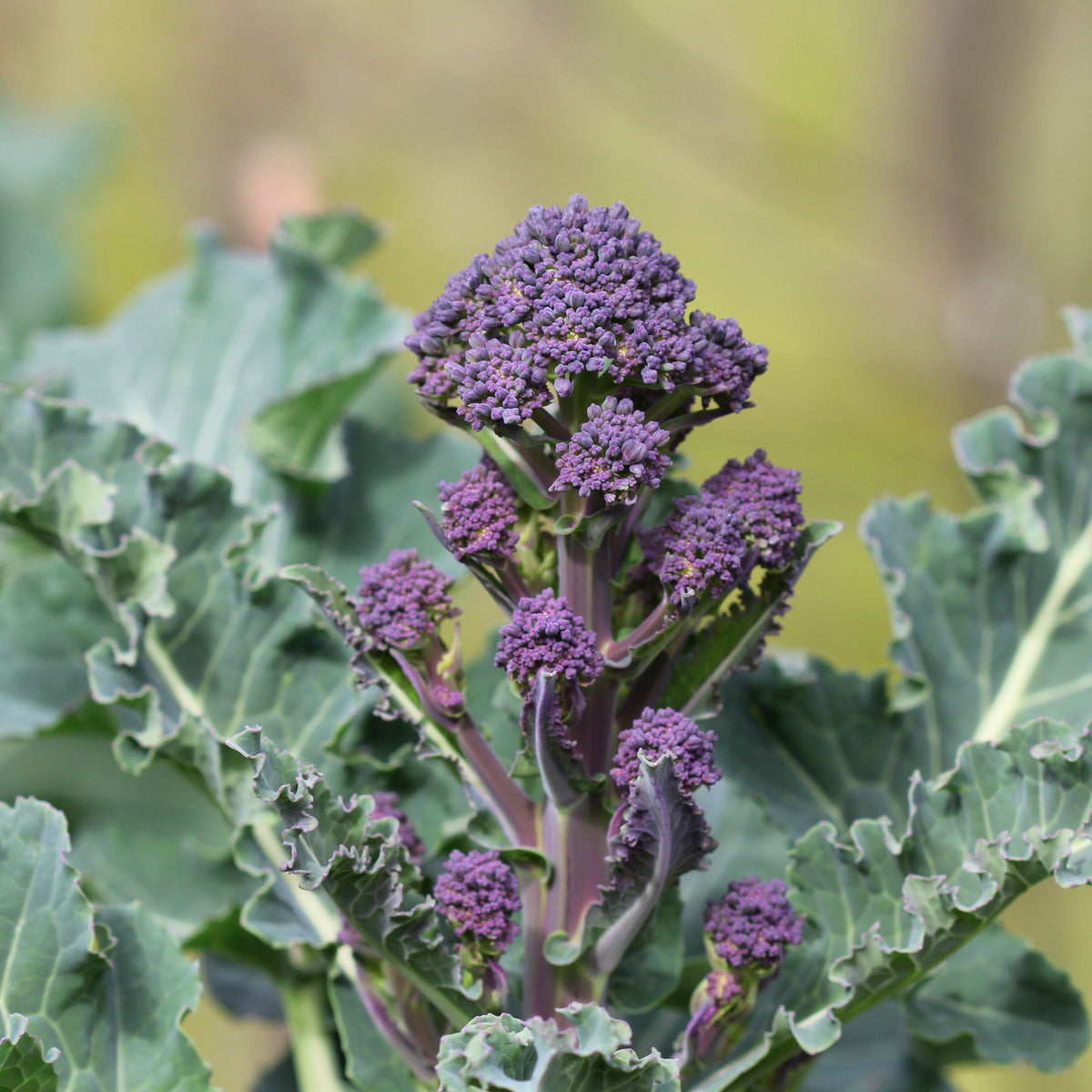Visuel principal associé à Brocoli à jets 'Purple Peacock', semences offertes par Cutleaf Seed. Cette image accompagne la fiche pour relier clairement le produit à son emballage ou à la culture présentée. Elle complète les renseignements de semis, de culture et de récolte, sans remplacer les indications propres au lot ni les conseils détaillés figurant sur le sachet.