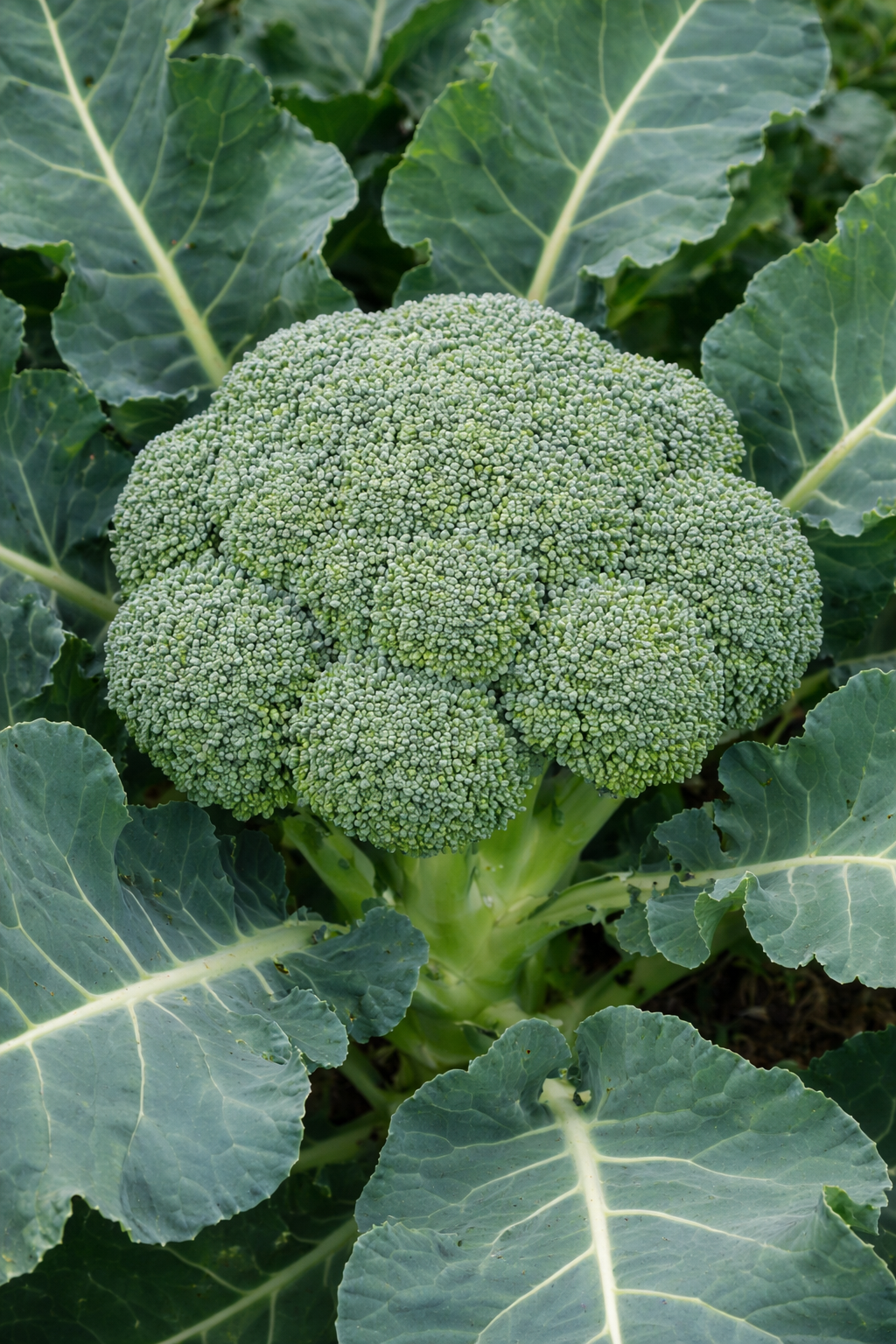 Brocoli 'Calabrese Precoce'