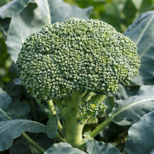 Organic Broccoli 'De Cicco'