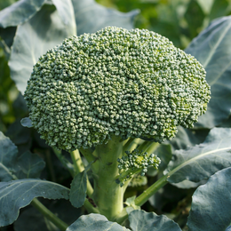 Organic Broccoli 'De Cicco'