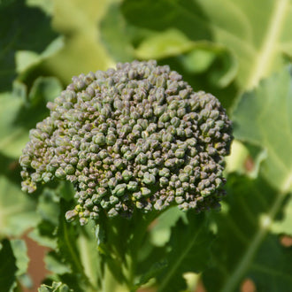 Brocoli De Cicco. Tête de brocoli verte encore portée par le plant. Le cadrage permet de voir les formes, les couleurs et les détails du sujet représenté. Les contours se détachent du fond de l’image, avec des différences de teinte et de texture visibles sur les surfaces. Cette vue accompagne la présentation du produit dans la boutique.