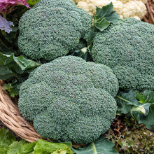 Organic 'Green Sprouting' Broccoli