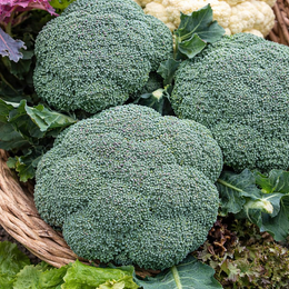 Organic 'Green Sprouting' Broccoli