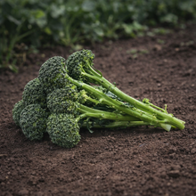 'Sibsey' Broccoli