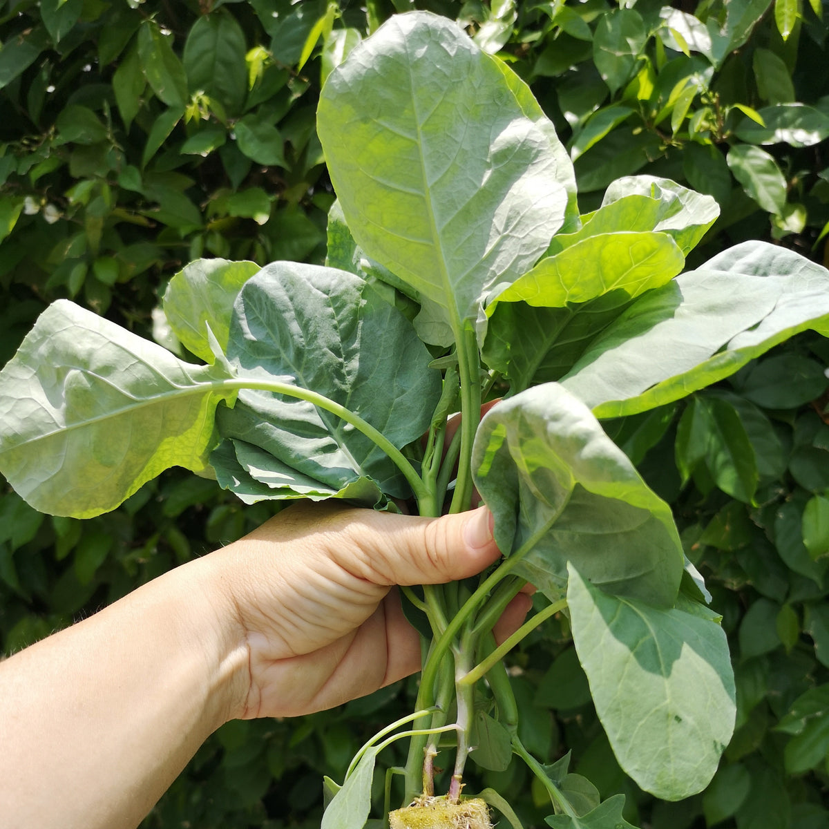 Organic ‘Kailaan’ Chinese broccoli (<em>Brassica oleracea</em> Alboglabra Group)