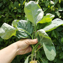 Organic ‘Kailaan’ Chinese broccoli (<em>Brassica oleracea</em> Alboglabra Group)