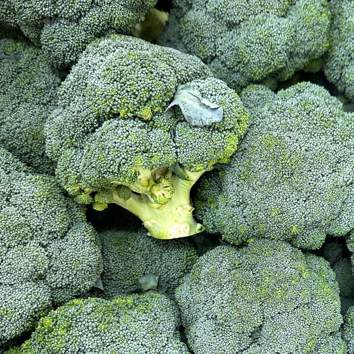 Photo de Brocoli 'Diplomat' F1. Le visuel permet d'observer les contours, les teintes et la disposition des éléments présentés. Les détails de forme et les contrastes donnent un aperçu de l'apparence de cette plante ou de sa récolte. Cette photographie accompagne la variété nommée afin de l'identifier dans la sélection de semences.